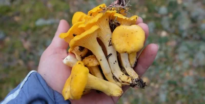 На Гомельщине обнаружили грибы и ягоды с повышенным уровнем радиации