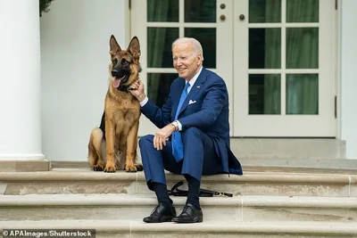 Biden's German Shepard Commander was removed from the White House complex after multiple reports of biting incidents