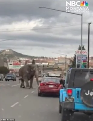 A 58-year-old elephant was seen stomping through the streets of Butte, Montana on Tuesday