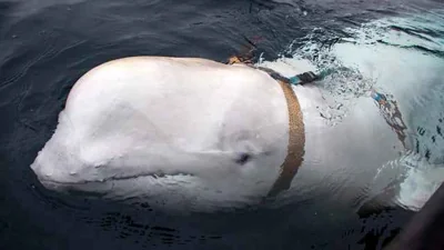 ‘Russian Spy’ Whale Was Shot Dead, Animal Rights Groups Say