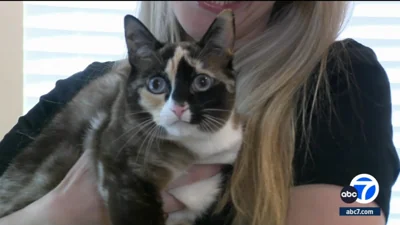 Cat accidentally shipped with Amazon return from Utah to CA facility