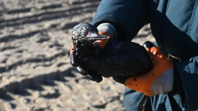 Мазут дошел до новых курортных зон Крыма. В море погибло более 30 дельфинов