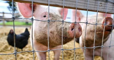 H5N1 bird flu found in a pig in the U.S. for the first time