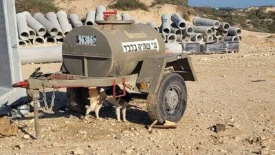 Какой ущерб природе Израиля нанесла война: от стай бродячих собак до исчезновения растений