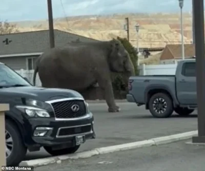 The massive animal could be seen marching through a parking lot in the small town
