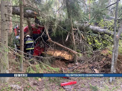 Грузовик влетел в дерево под Полоцком - водитель погиб