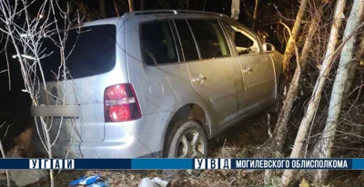 Под Могилевом авто столкнулось с лосем — водитель погиб