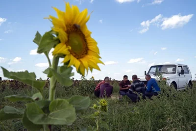 Farm workers take a pause for lunch during the sunflowers harvesting on a field in Donetsk region, eastern Ukraine