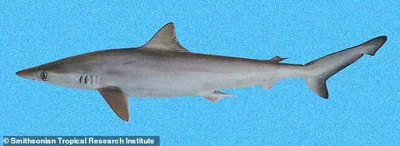 Sharks swimming in the waters around the coast of Brazil have tested positive for cocaine (Pictured: A Brazilian sharpnose shark)