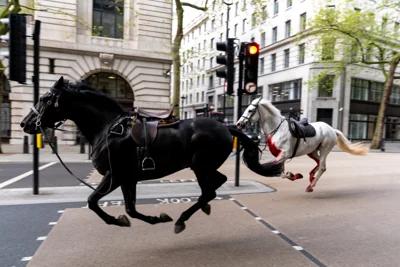Two horses are currently running loose in central London