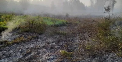 На месте лесного пожара под Бобруйском
