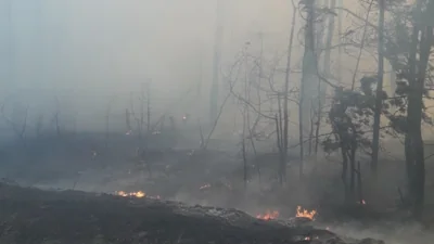 Поліція: на Харківщині лісова пожежа перекинулася на будинки, загинули четверо людей