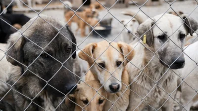 Убийство "невостребованных" собак в приютах запретили на Колыме