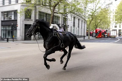 Five injured as escaped Household Cavalry horses bolt through London in six mile rampage: Two animals including one 'covered in blood' smash into cars, a bus and pedestrians and injure soldier after they were spooked during exercise