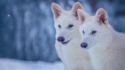 Dire wolves have been brought back from extinction. What does this mean?