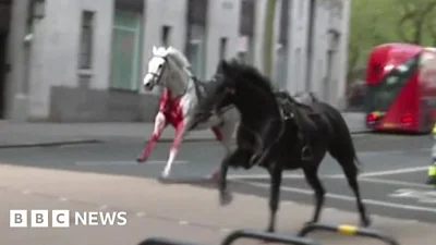 Runaway horses filmed racing through central London