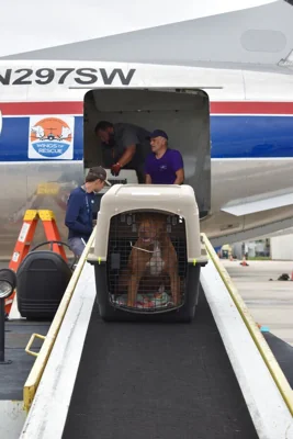 A medium-sized dog in a kennel being loaded onto an airplane.