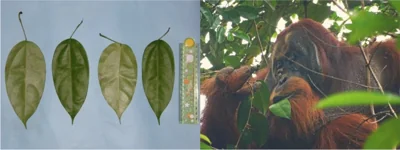 Orangutan observed treating wound using medicinal plant in world first