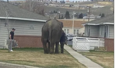 The elephant reportedly ate grass and defecated on a neighborhood house lawn