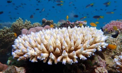 Extreme coral bleaching could spell worst summer on record for Great Barrier Reef, authority says