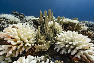 Scientists Warn of Massive Ocean Problem 