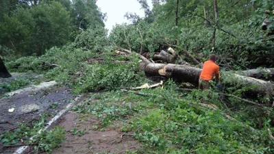 Сильный ветер в Петербурге повалил более 120 деревьев и повредил свыше 30 машин
