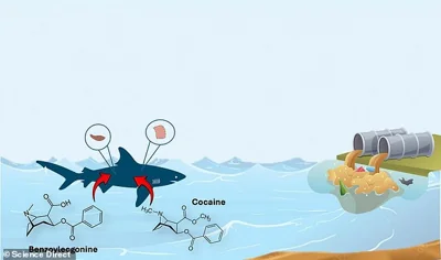As cocaine enters the water it is absorbed by wildlife such as sharks or passed up the food chain like any other chemical contaminant