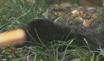 A dead bear was discovered in Central Park in 2014. An investigation determined the six-month-old bear had been killed by a vehicle and left in the park