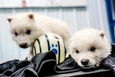 American start-up breeds genetically modified wolves