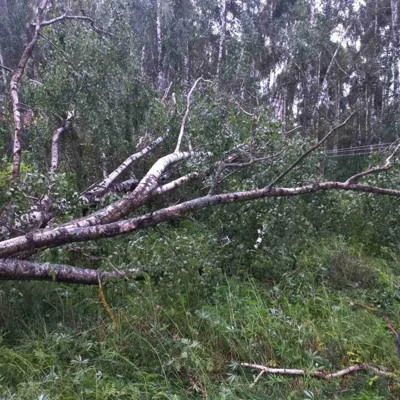 Последствия урагана в Беларуси вечером 1 июля 2024 года. Фото: Минэнерго