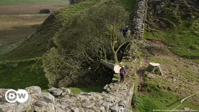 UK: 2 charged over felling of famous Sycamore Gap tree