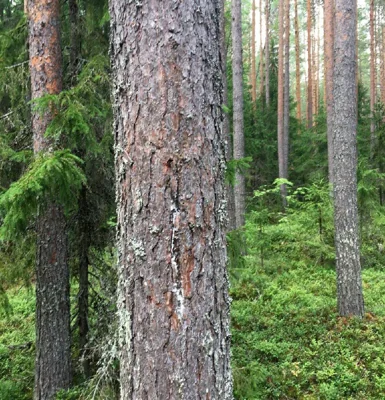 Памятные знаки о репрессированных поляках и украинцах уничтожены в Карелии