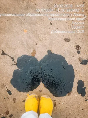 Волонтеры сообщили о новом мазуте и мертвых птицах на побережье в Анапе