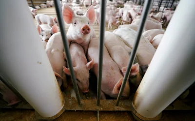 H5N1 bird flu detected in pig for the first time in the US