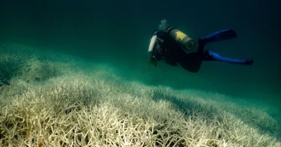 The widest-ever global coral crisis will hit within weeks, scientists say