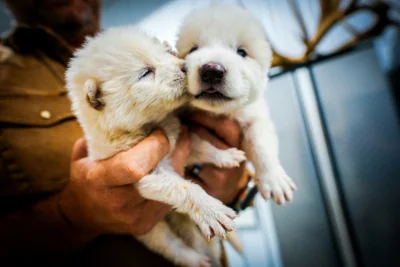 US Firm Says It Brought Back Extinct Dire Wolves