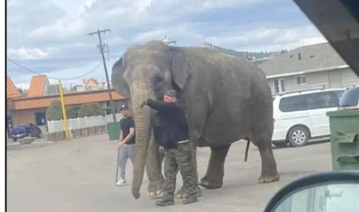 Viola, a 58-year-old elephant from Asia, has roamed the streets of Butte, Montana, for 10 minutes