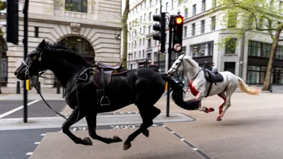 'Spooked' horses cause 'total mayhem' after bolting through central London