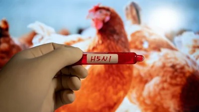 Blood collection tubes H5N1 in front of chicken