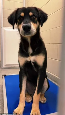 As Hurricane Helene impacted the southern U.S., hundreds of dogs were evacuated from shelters in hurricane-affected areas, including Florida, Tennessee and North Carolina