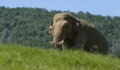 Escaped circus elephant roams Butte, Montana, before recapture