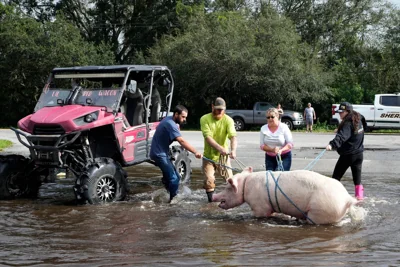 Florida pig, named Millie, rescued from Hurricane Milton floodwaters