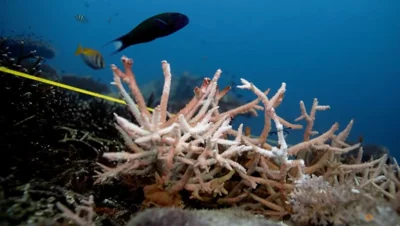 The world's coral reefs are bleaching. What does that mean?