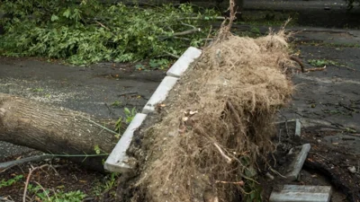 КМДА: у парку в центрі Києва через пориви вітру впало дерево, 4 людей шпиталізовані
