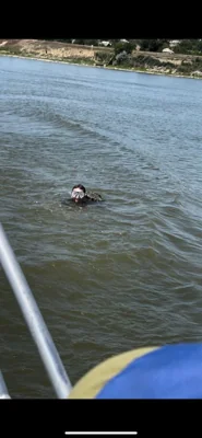Прикордонники спіймали чоловіка, який намагався переплисти Дунай і потрапити до Румунії
