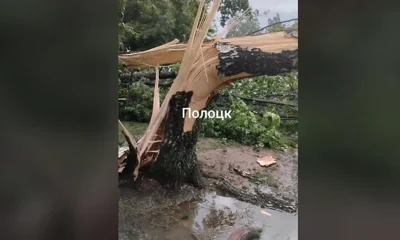 Вырывало деревья с корнями, терзало провода, сносило столбы. В Беларуси оценили ущерб от вчерашней бури