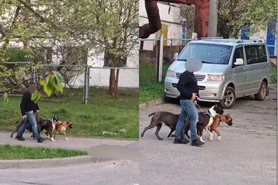 В Минске на парня с инвалидностью напали бойцовские собаки