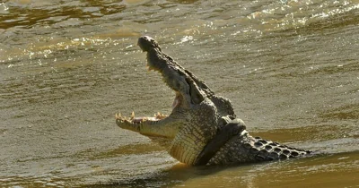 Missing Australian child feared attacked by crocodile, police say