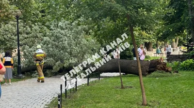 У парку в центрі Києва впало дерево через пориви вітру: одна людина загинула, ще 3 постраждали