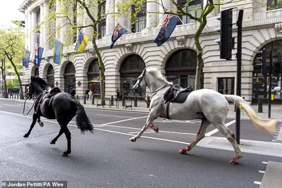 Five injured as escaped Household Cavalry horses bolt through London in six mile rampage: Two animals including one 'covered in blood' smash into cars, a bus and pedestrians and injure soldier after they were spooked during exercise